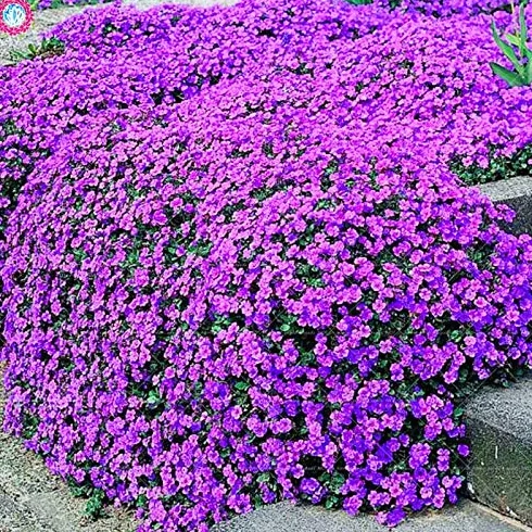Thym Rampant Multi-Couleur Rock Cress Vivace Couvre-sol Graines Jardin Decoration