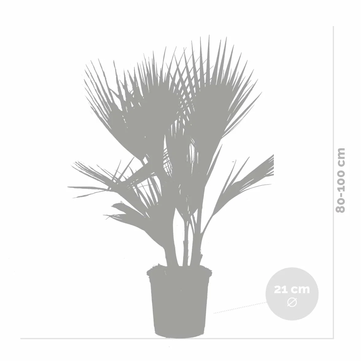 Bloomique Washingtonia Robusta Palmier éventail mexicain Hauteur 80-100 cm Pot 21 cm