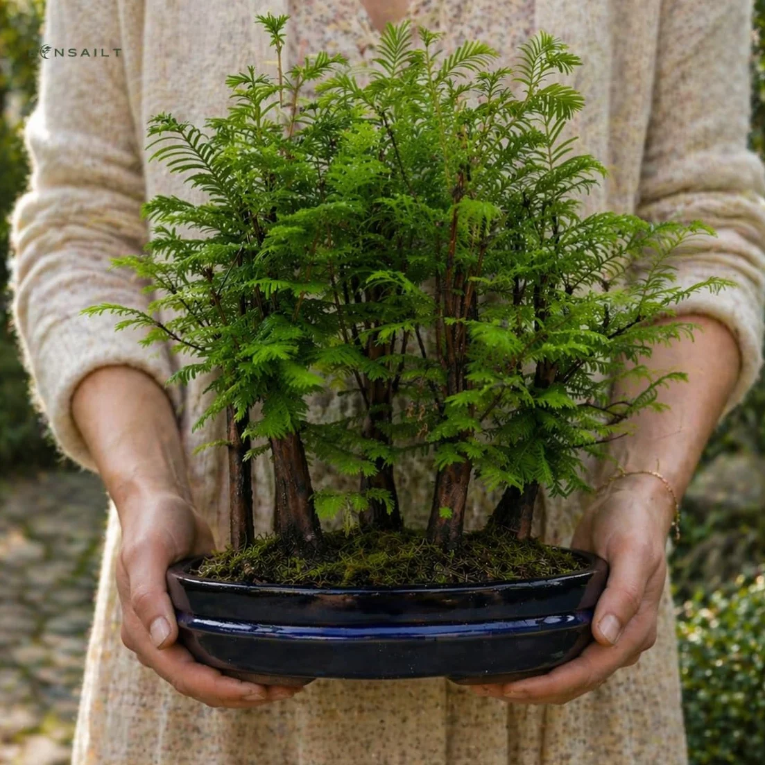 Forêt Métaséquoia Bonsaï 29 cm Arbre préhistorique vivant d'intérieur/extérieur Plante décorative