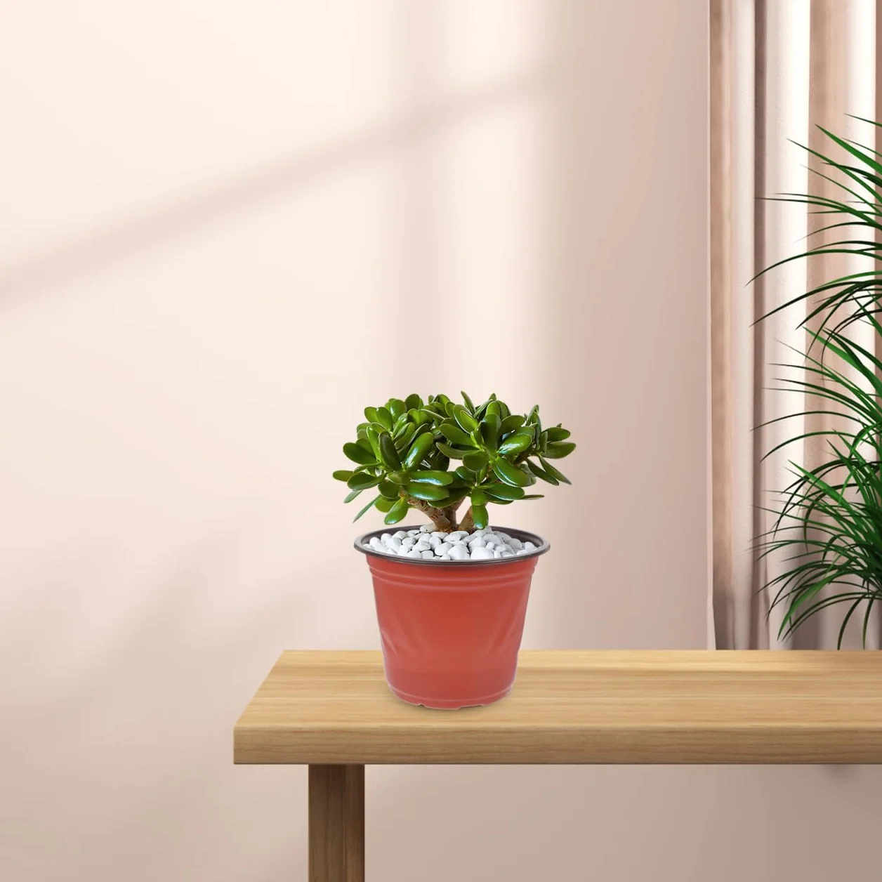 POPETPOP Lot 50 Pots Fleurs Plastique 12 cm Diamètre Trous Plantation Plantes Succulentes