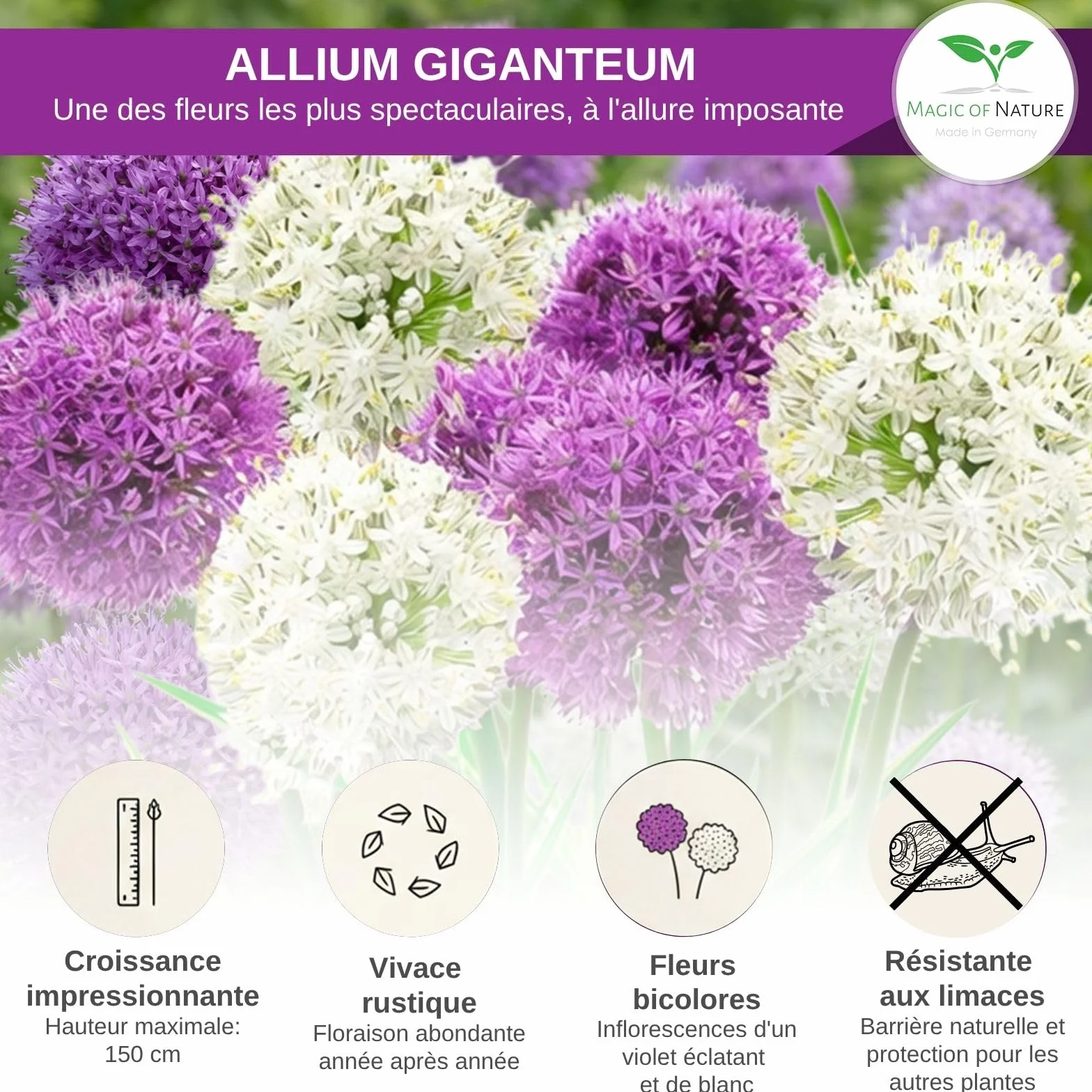 Graines d'Ail Géant Allium giganteum Mix Violet et Blanc 60 pces Semences Rustiques Mellifères