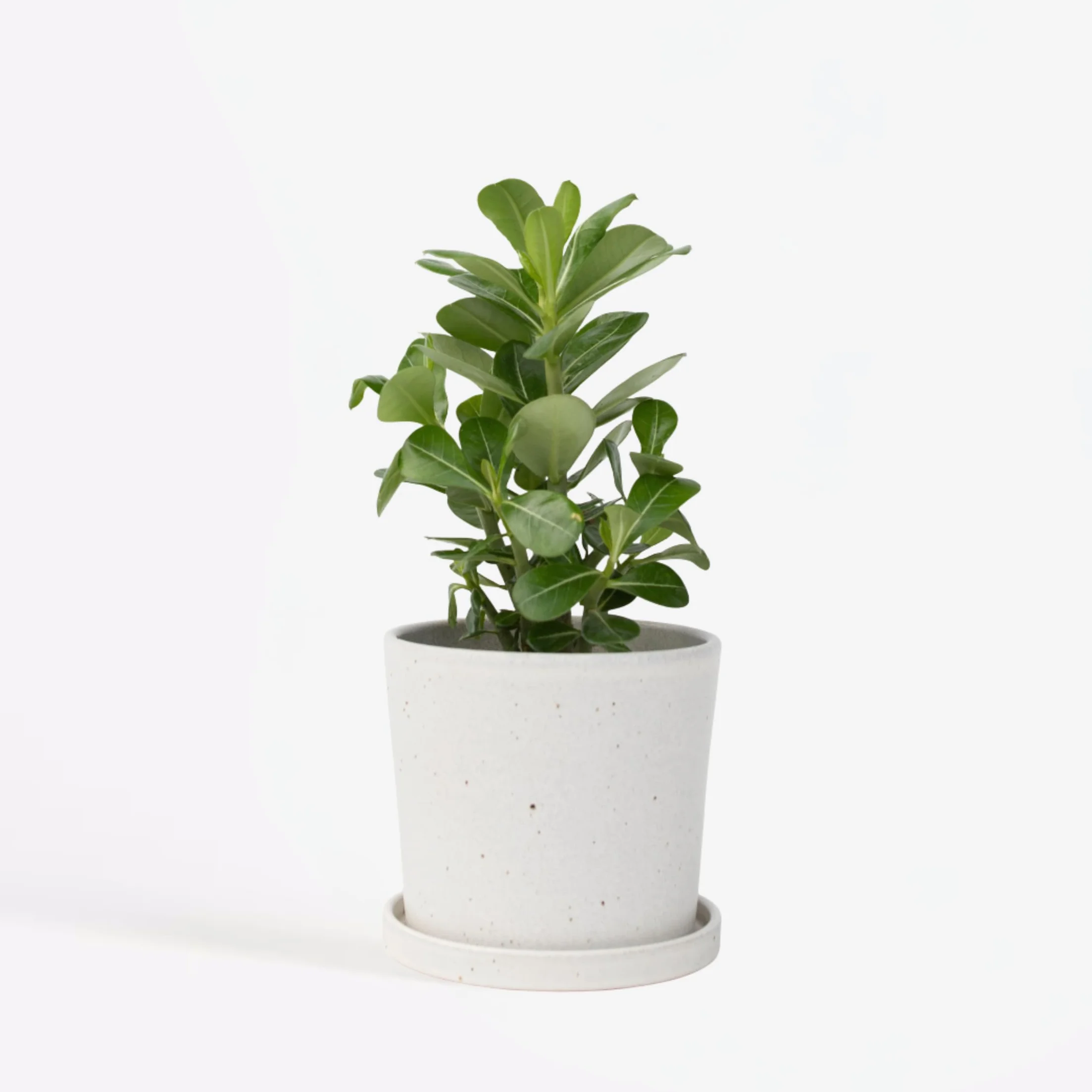 Adenium Obesum Rose du désert 25-40cm Pot 10,5cm Plante d'intérieur fleurie