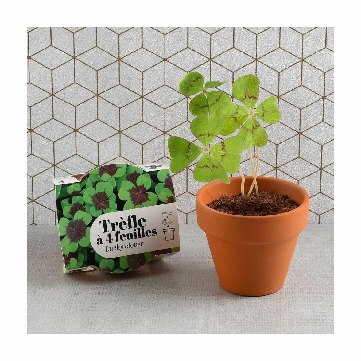 Radis et Capucine Mini kit de culture Trèfle 4 feuilles 6cm