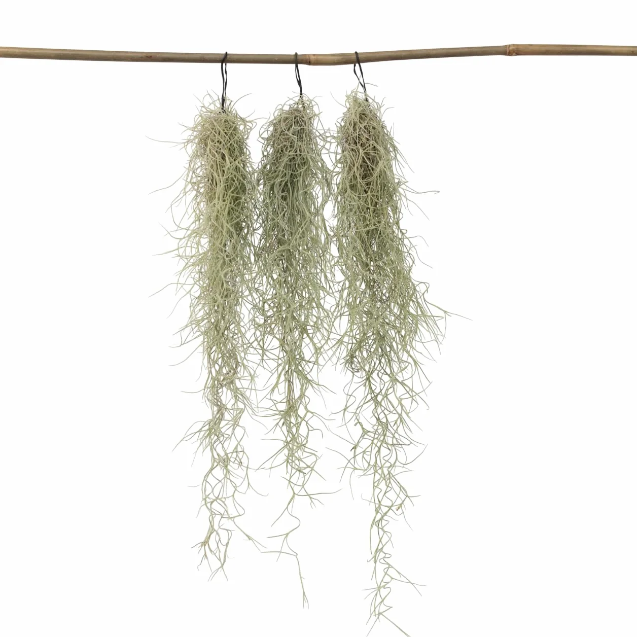 Tillandsia Usneoides 'Mousse espagnole' - Set de 3 - Plante d'ambiance d'intérieur - Hauteur 25-40cm