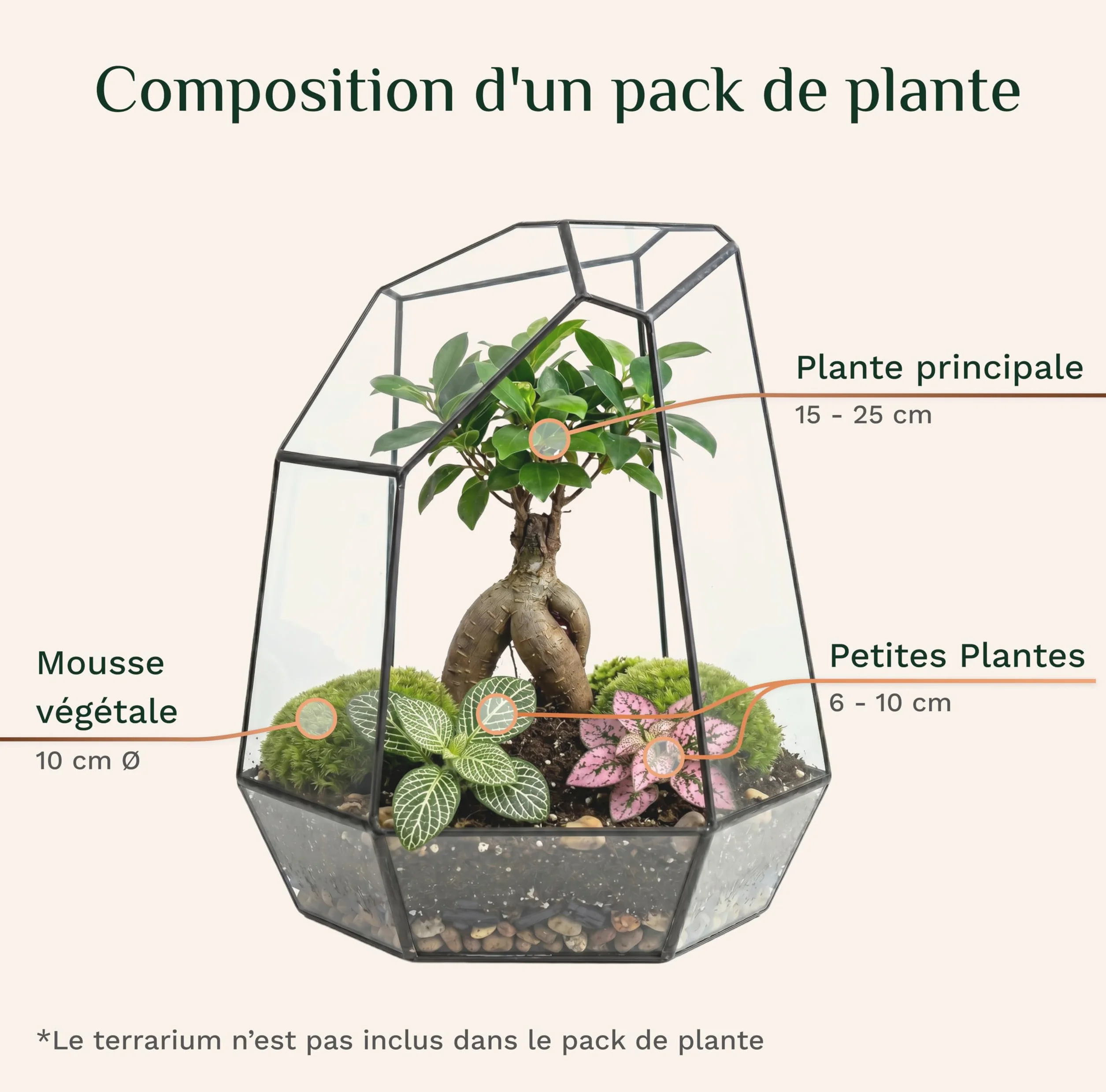 Plantes Terrarium Personnalisable Pack 5 – Ficus Ginseng Fittonia Hypoestes Coffea Mousse – Mini Plantes d'intérieur