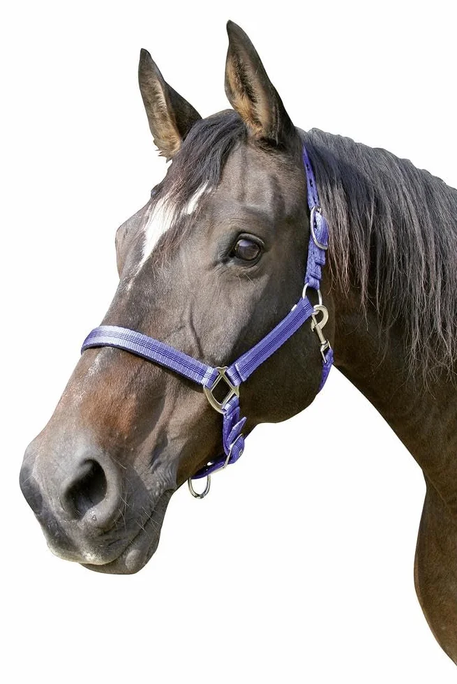 Kerbl Mixte Halfter 2-fach Verstellbar KERBL Mustang Licol pour Cheval Bleu Roi Noir Taille 3, royalblau/schwarz, Taille 3 EU