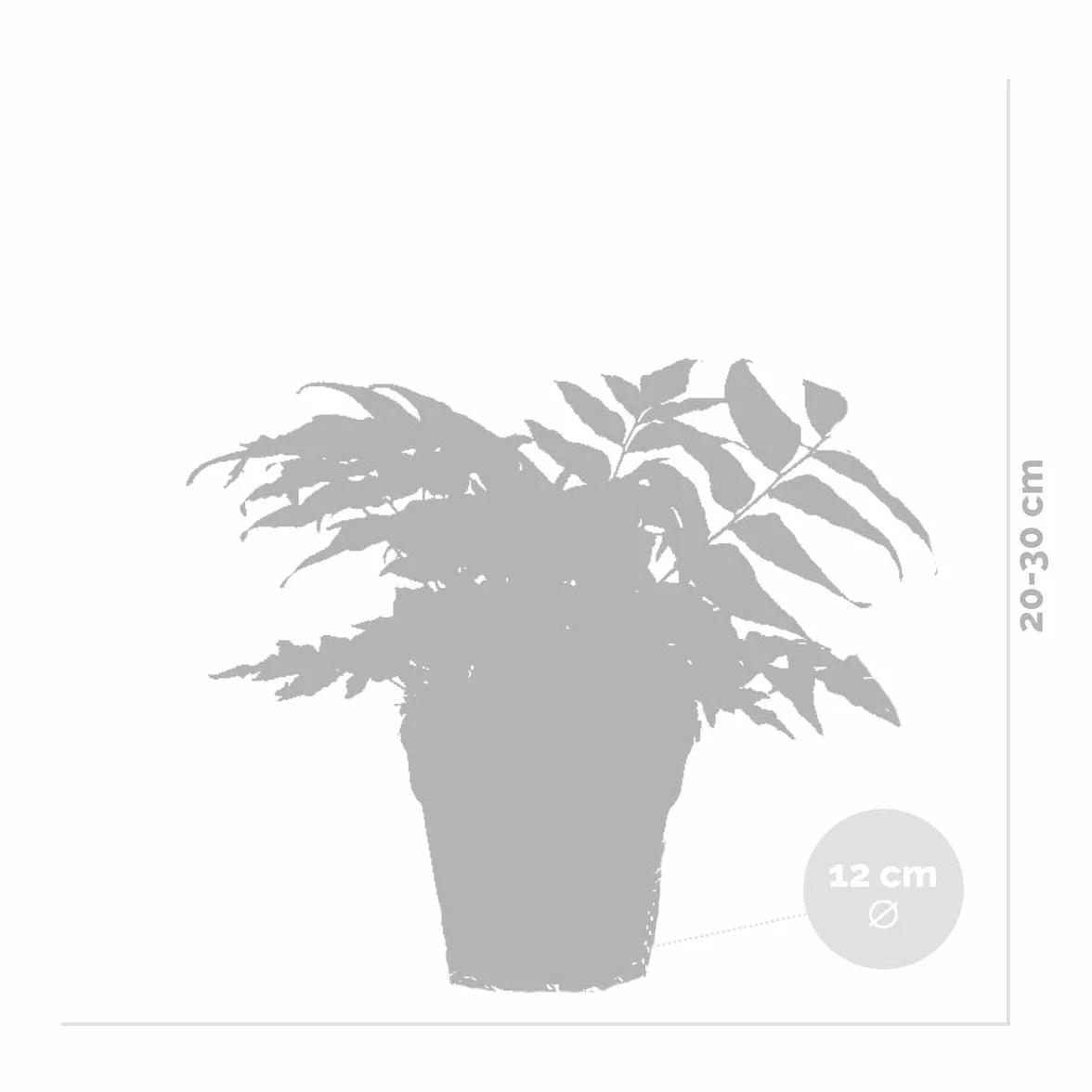 Bloomique Lot de 3 Fougères de Jardin Vivaces Rustiques Persistantes Hauteur 20-30 cm Pot 12 cm