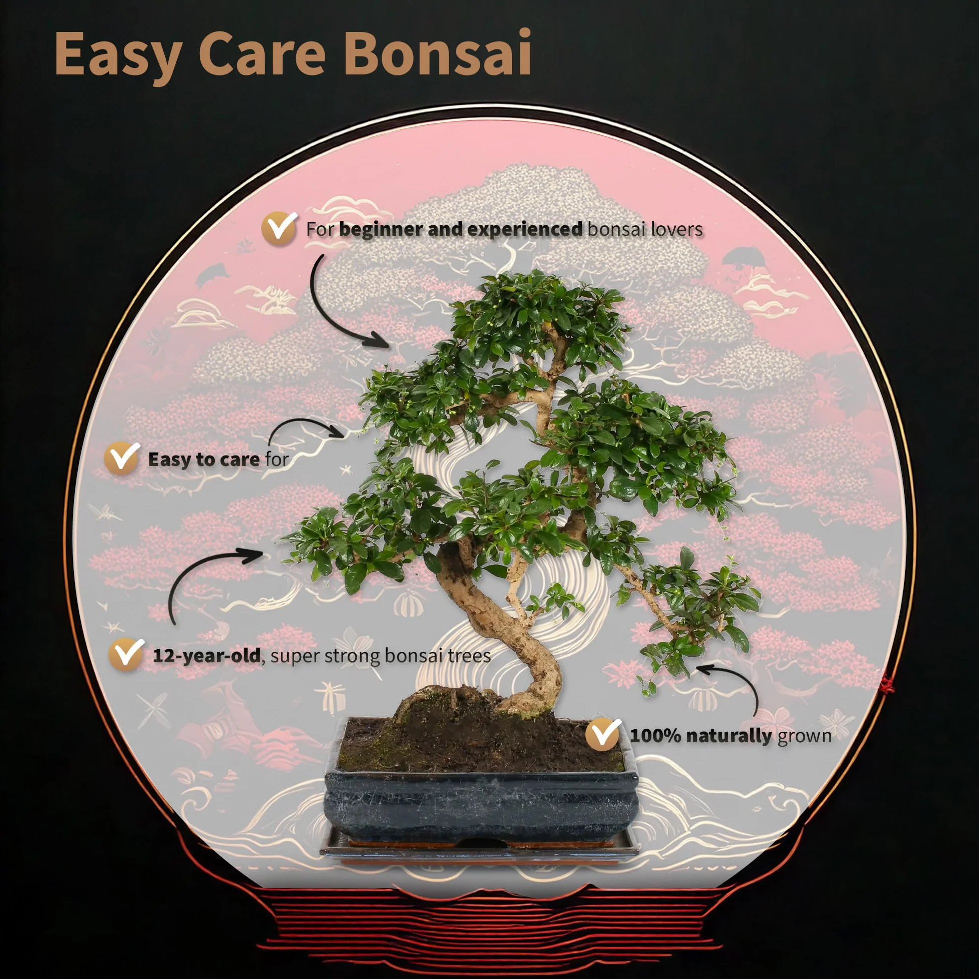 Bonsaï Starter Set avec Pot en Céramique Ciseaux Guide d'Entretien Plante d'Intérieur 25-30 cm pour Débutants