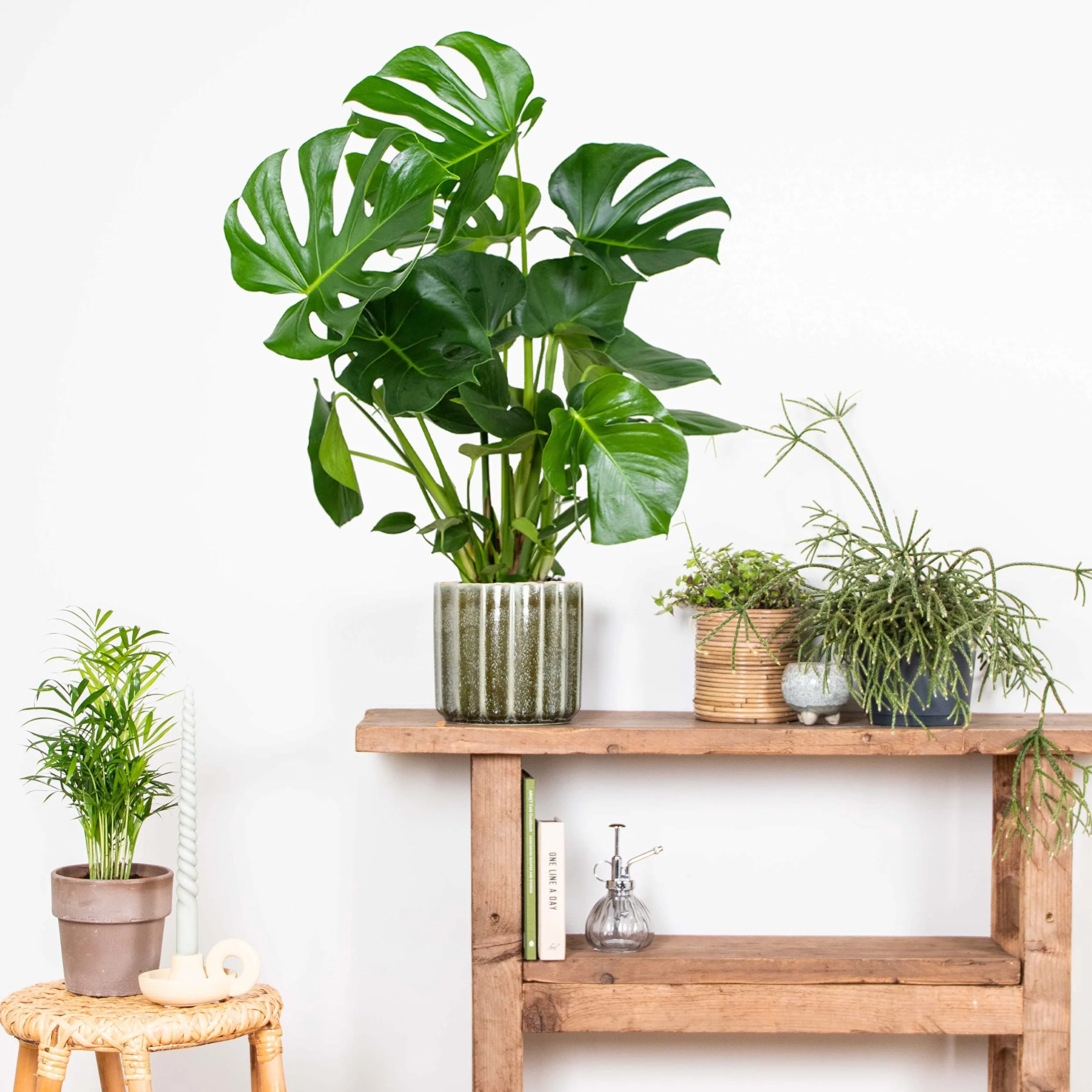 Monstera Deliciosa Plante d’intérieur Dépolluante Hauteur 70-80 cm Pot 21 cm