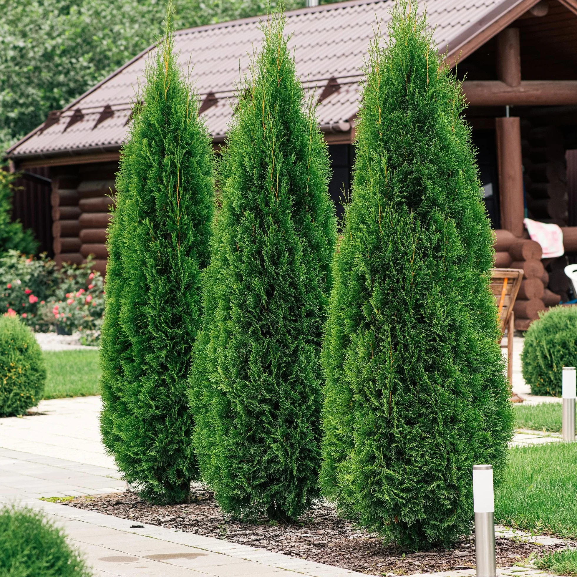 Thuja occidentalis Smaragd Plantes de haie vert toujours vert pot 9cm hauteur 25cm