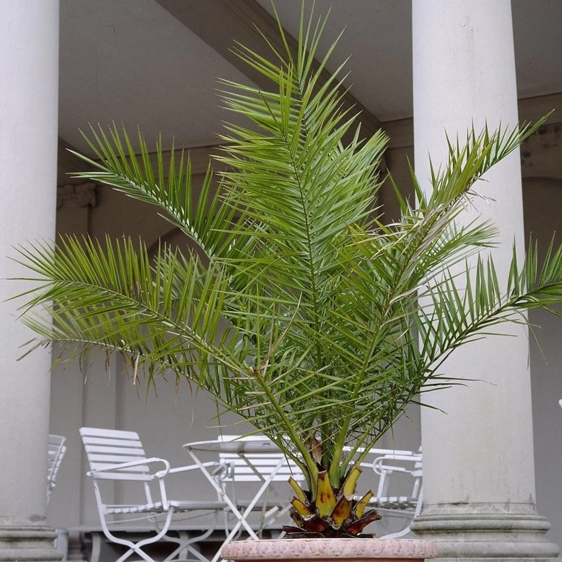 Palmier dattier des Canaries Phoenix Canariensis Pot 19 cm Plante exotique d'extérieur