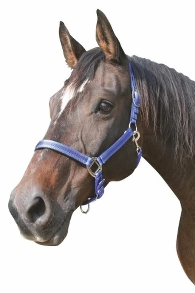 Kerbl Mixte Halfter 2-fach Verstellbar KERBL Mustang Licol pour Cheval Bleu Roi Noir Taille 3, royalblau/schwarz, Taille 3 EU
