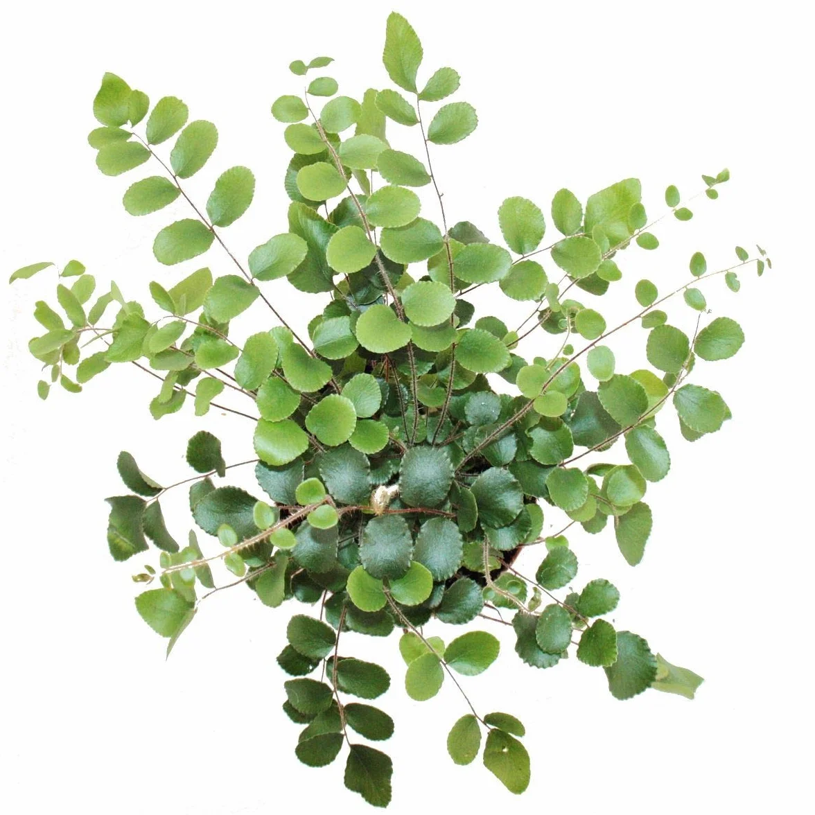 Exotenherz Pellaea rotundifolia - Fougère primitive - Pot 9 cm