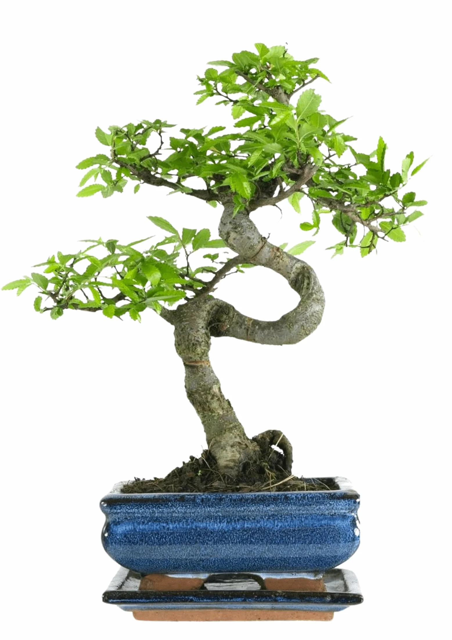 Bonsaï Orme de Chine pot céramique 15 cm 7 ans