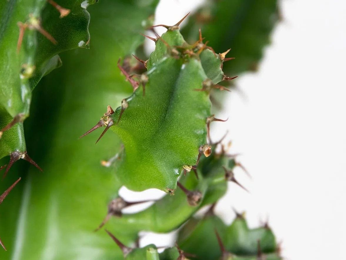 Euphorbia Acrurensis Cactus Cowboy Plante cactus 60-70 cm Pot 17 cm