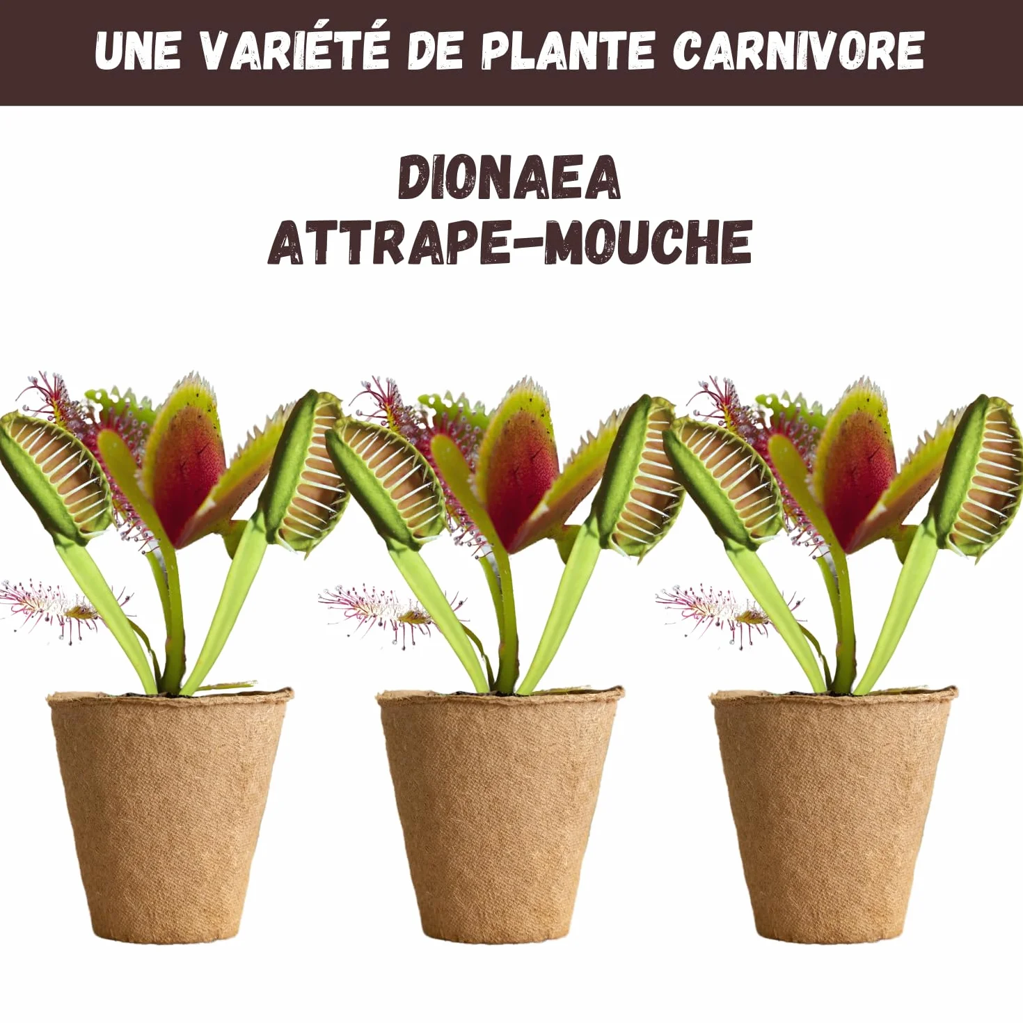 NOPALIA Kit Plantes Carnivores Dionée Attrape-Mouche Complet avec Graines Pots Tourbe Accessoires DIY Jardin Intérieur