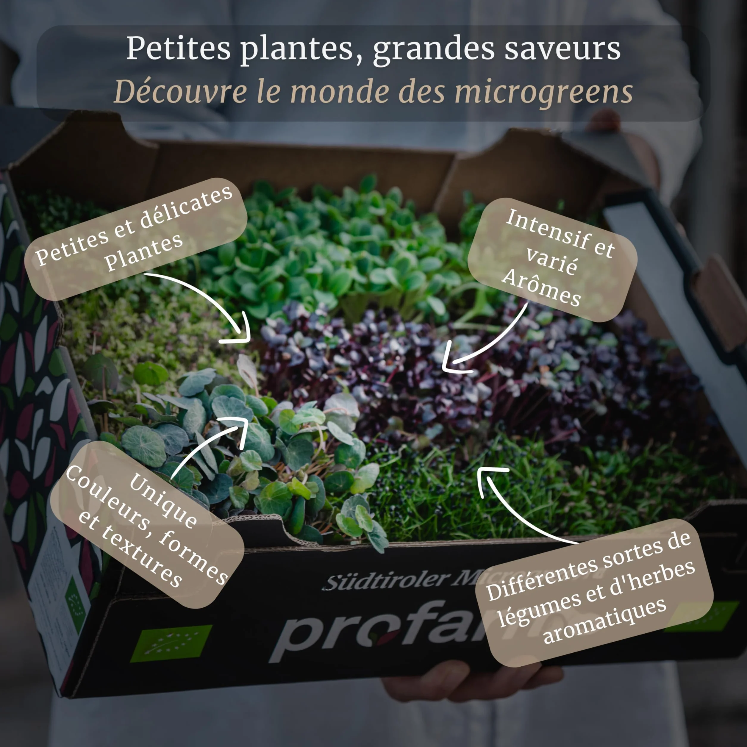 LERAVA® Kit de Microgreens BIO - Graines à Germer avec 6 Tapis de Chanvre