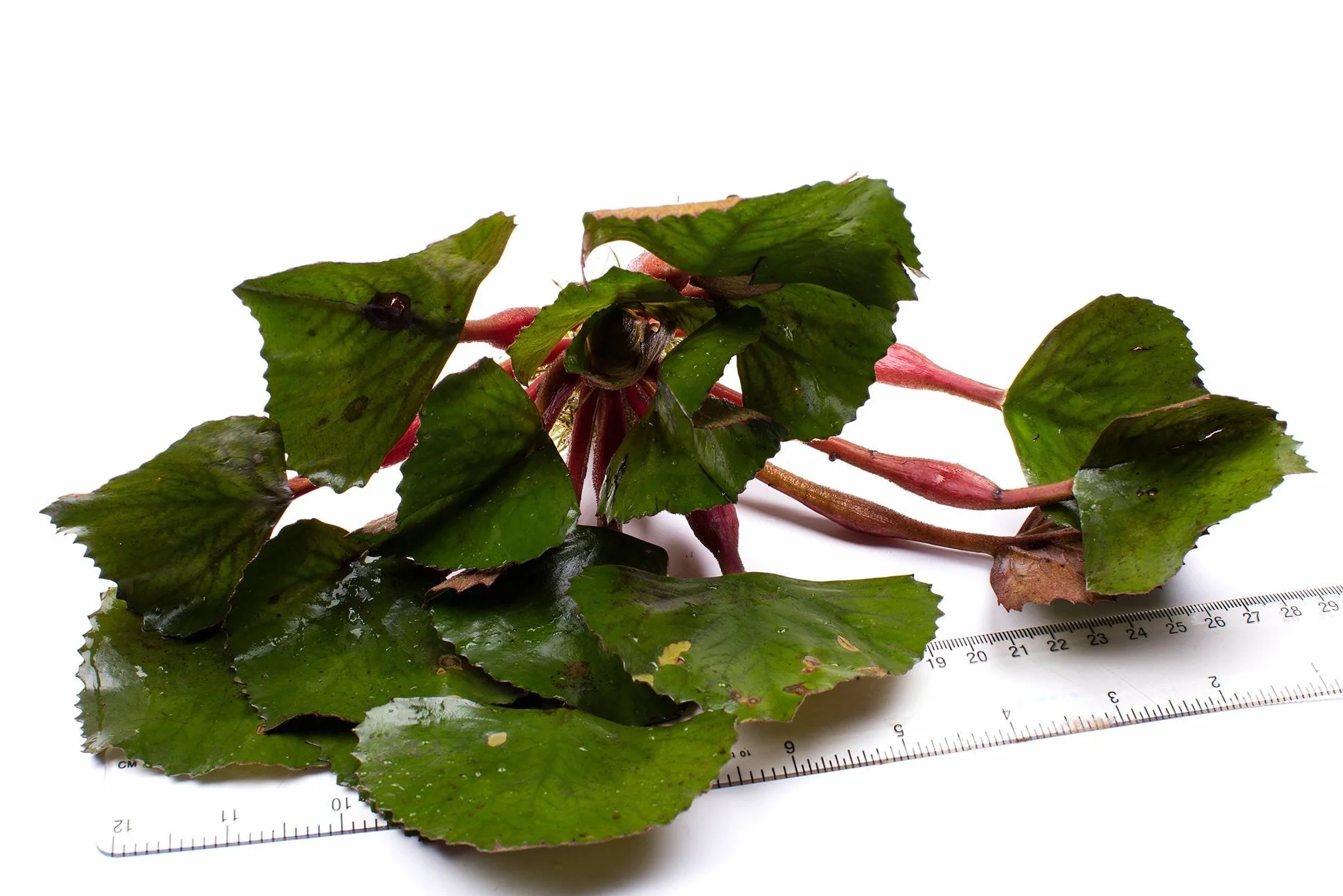 Mühlan Aquatic Plants Plante flottante châtaigne d'eau anti-algues