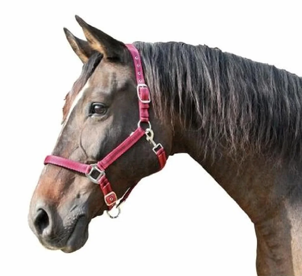 Kerbl Mixte Halfter 2-fach Verstellbar KERBL Mustang Licol pour Cheval Bleu Roi Noir Taille 3, royalblau/schwarz, Taille 3 EU