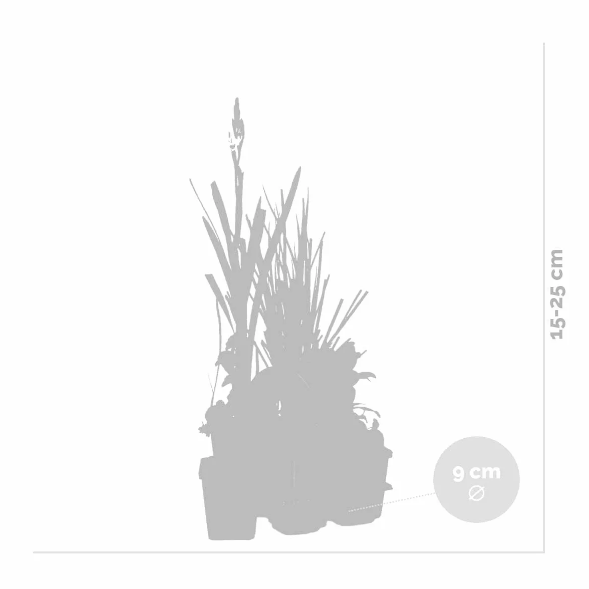 Bloomique Lot de 6 Plantes de Bassin Oxygénantes Hippuris Hydrocotyle Lilaeopsis Myriophyllum Rotala Scirpus Zone 5 Hauteur 15-25 cm Pot 9 cm