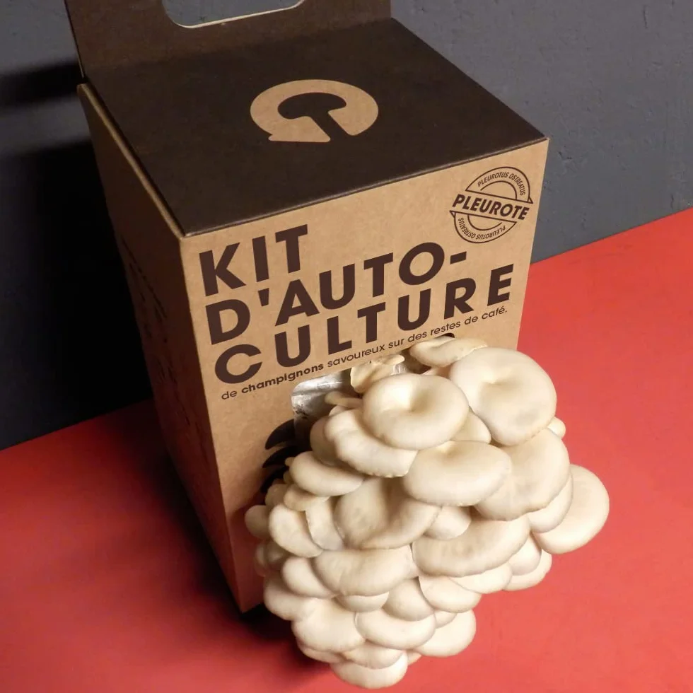 Kit de Culture de Champignons Pleurotes à la Maison | Champignon Gourmet en 15 Jours | Cultive Facilement pour Foodies, Chefs et Amateurs de Cuisine | Cadeau Original | Resetea