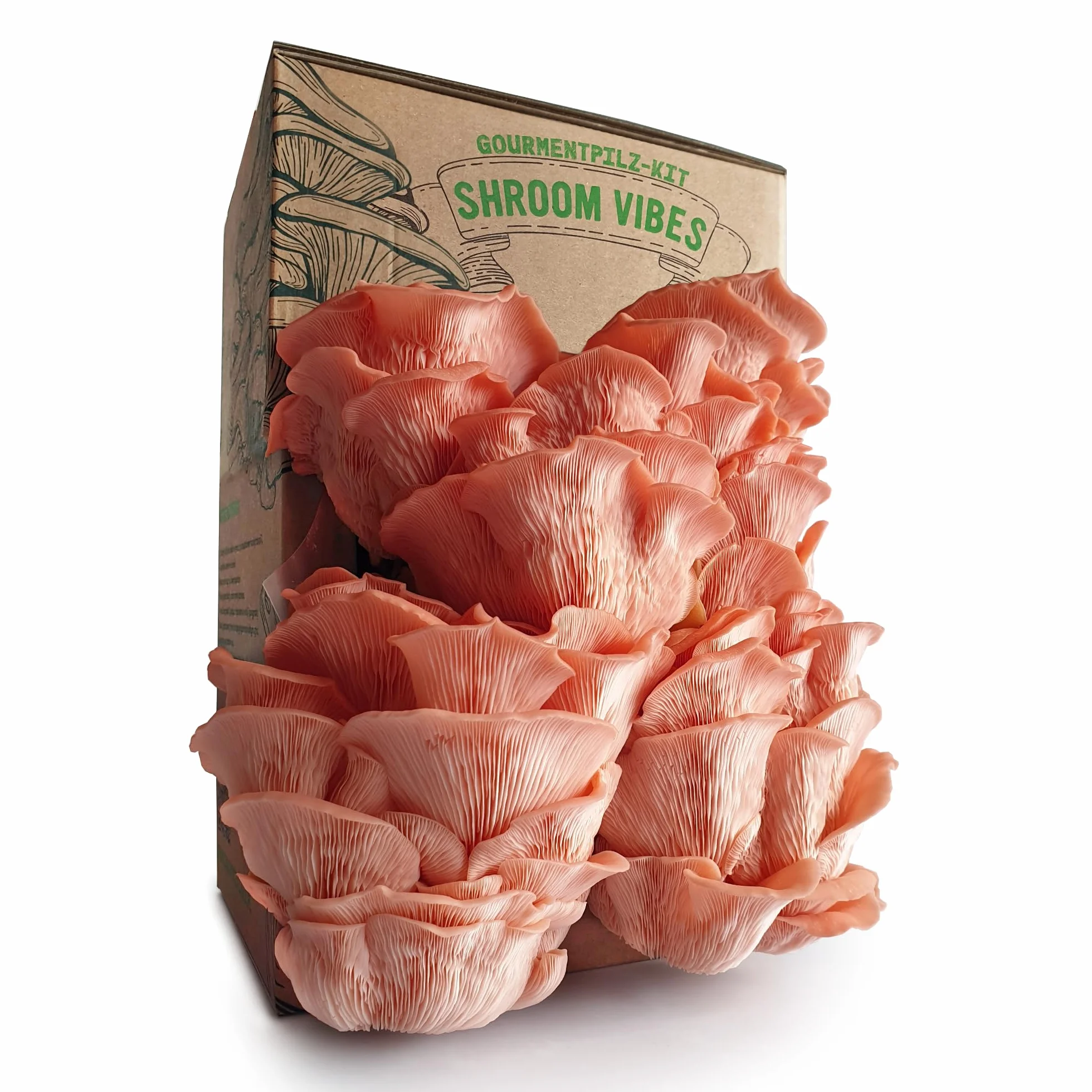 Kit Bio Culture Champignons Set Biologique Intérieur Toute l’Année Sans OGM