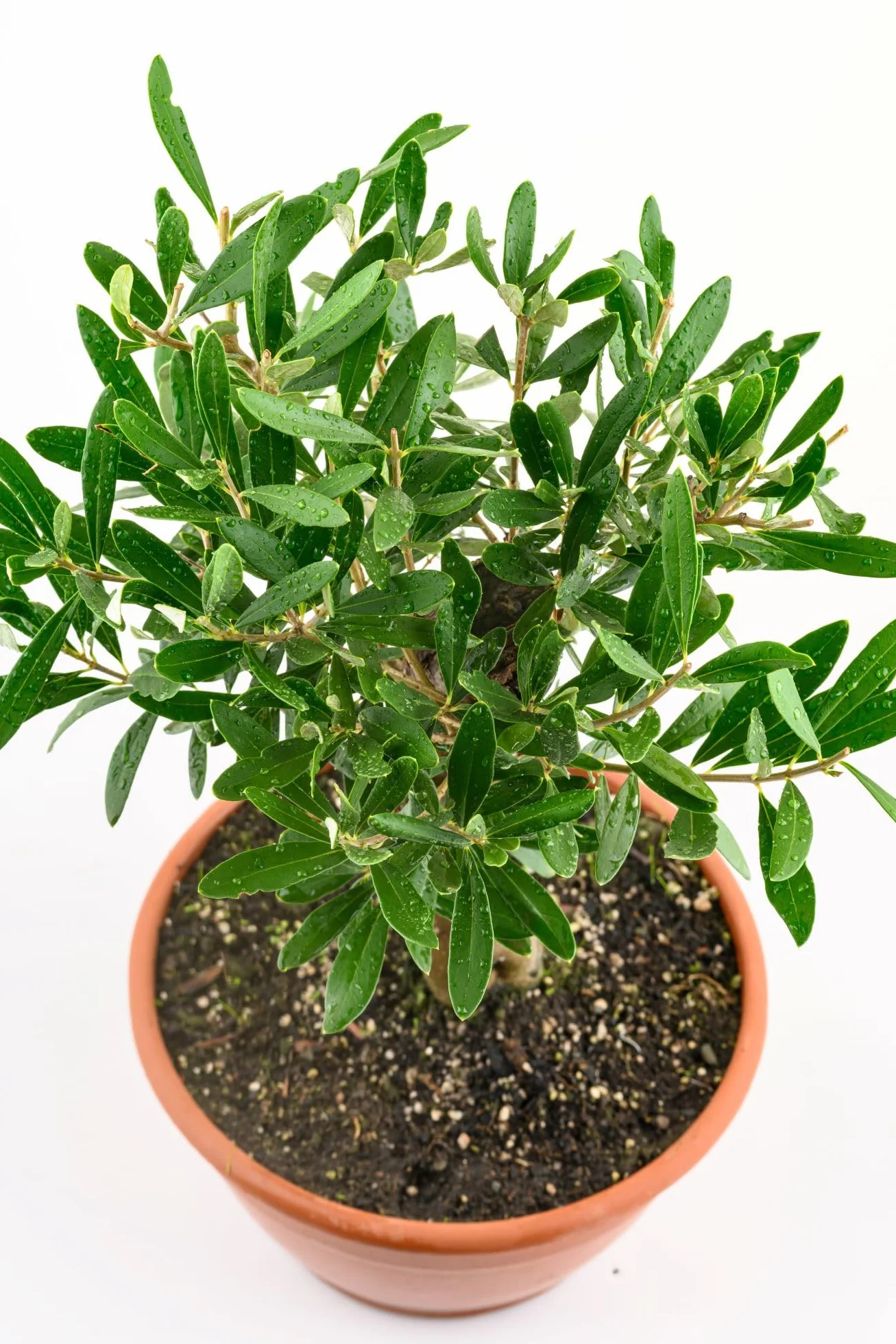 Bonsaï Olivier Véritable Olea Europaea - Petit Olivier Arbre à Olives Vieille Souche Pot Ø 20 cm