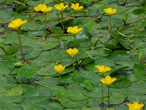 Nymphoides peltata Frange Water Lily Piante Pond