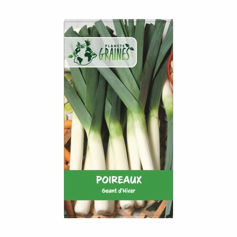 Poireau Géant hiver 100 graines Variété Rustique Très Productive