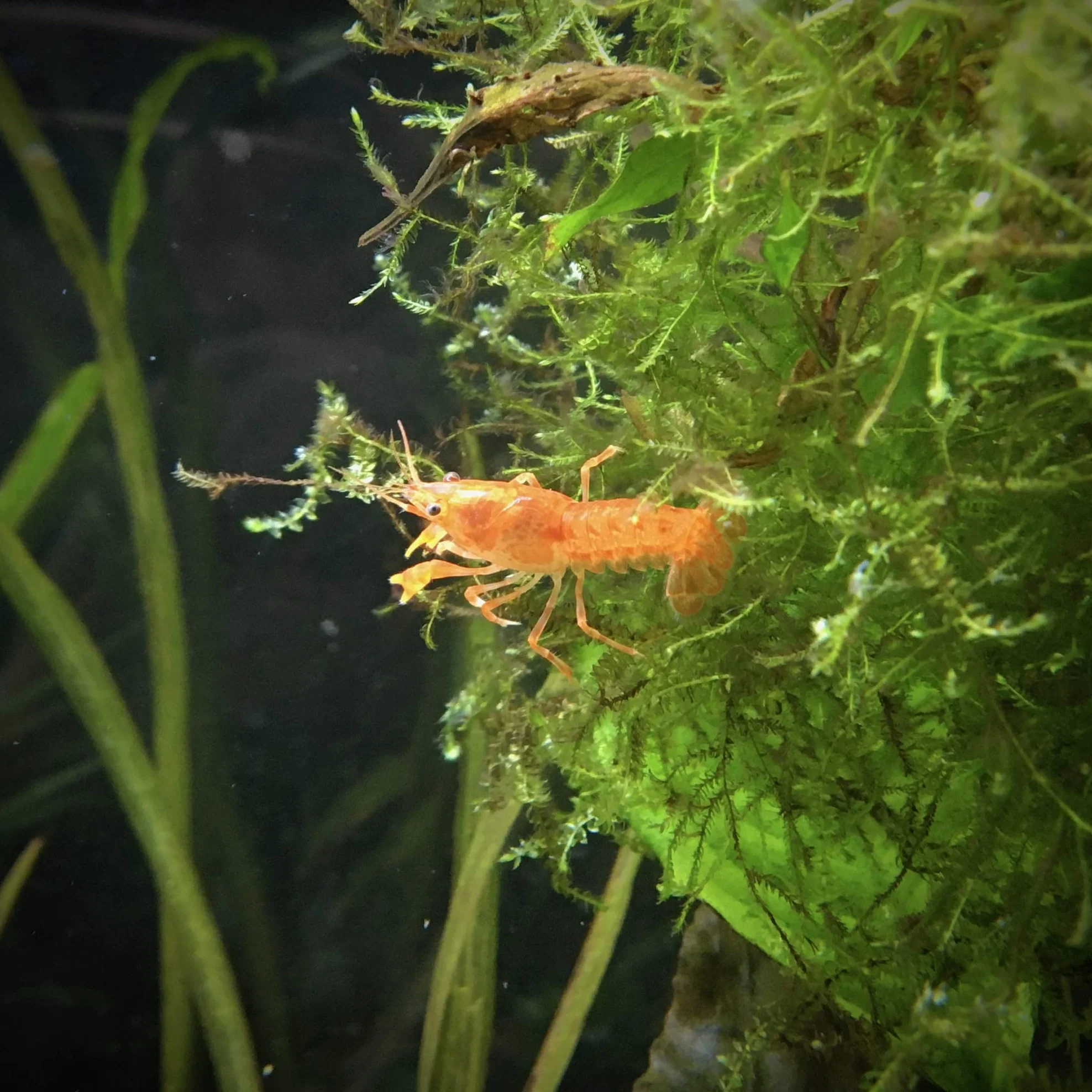 Lebonaqua Crevettes Rili Sakura Rouge Écrevisses naines Cambarellus Patzcuarensis Orange CPO Aquarium d'eau Douce