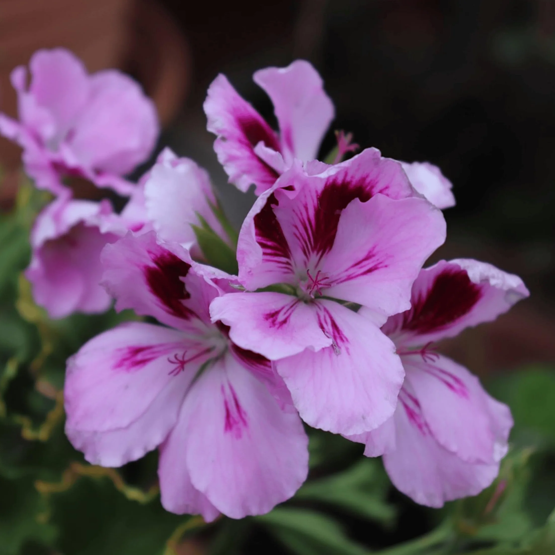 Set de 6 Géranium Pelargonium Orange Fizz, Pink Capitatum, Lizzy - Plante anti-moustique - Pot 10,5cm - Hauteur 15-25cm