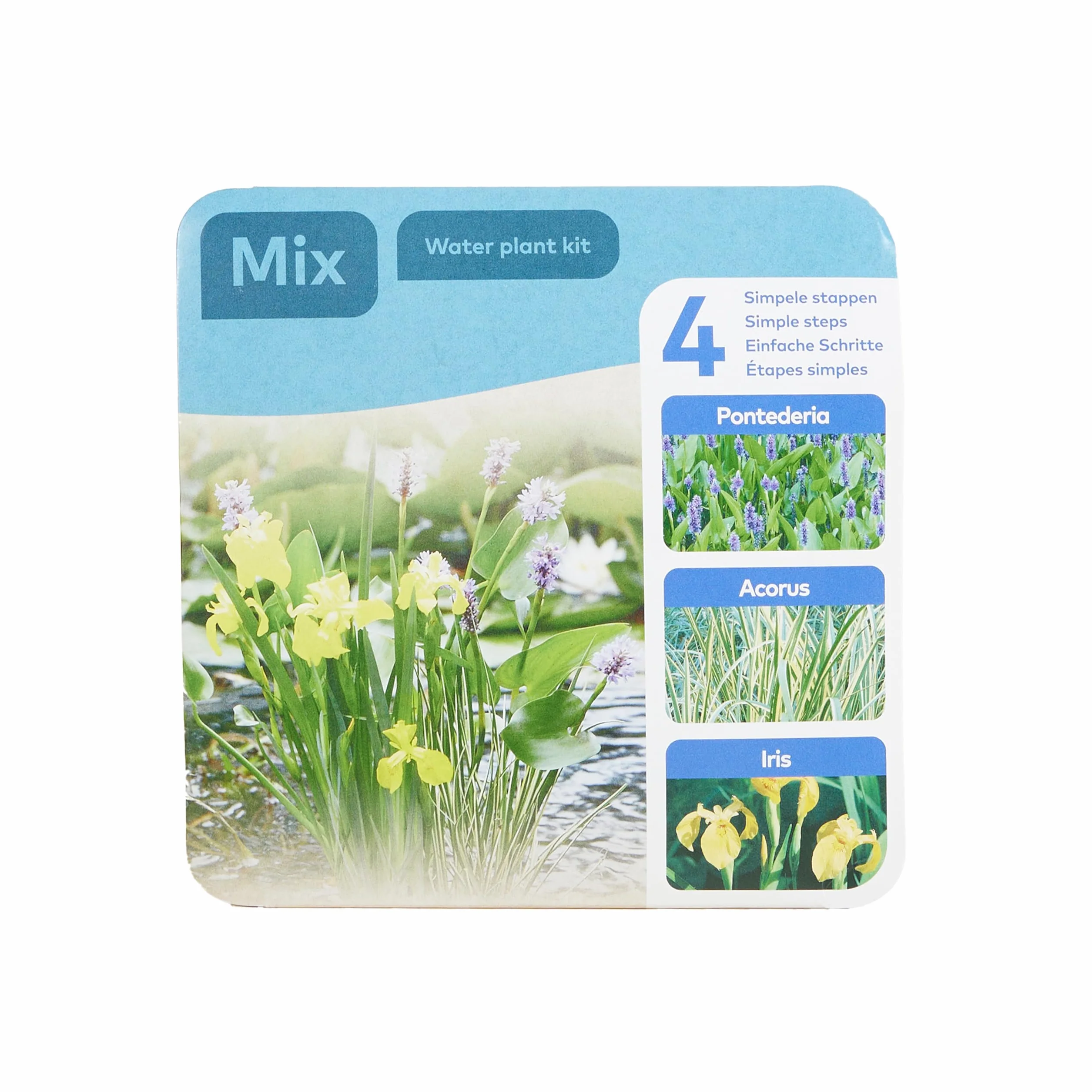 Bloomique Lot de 3 Plantes de Bassin Pontédérie Acorus Iris