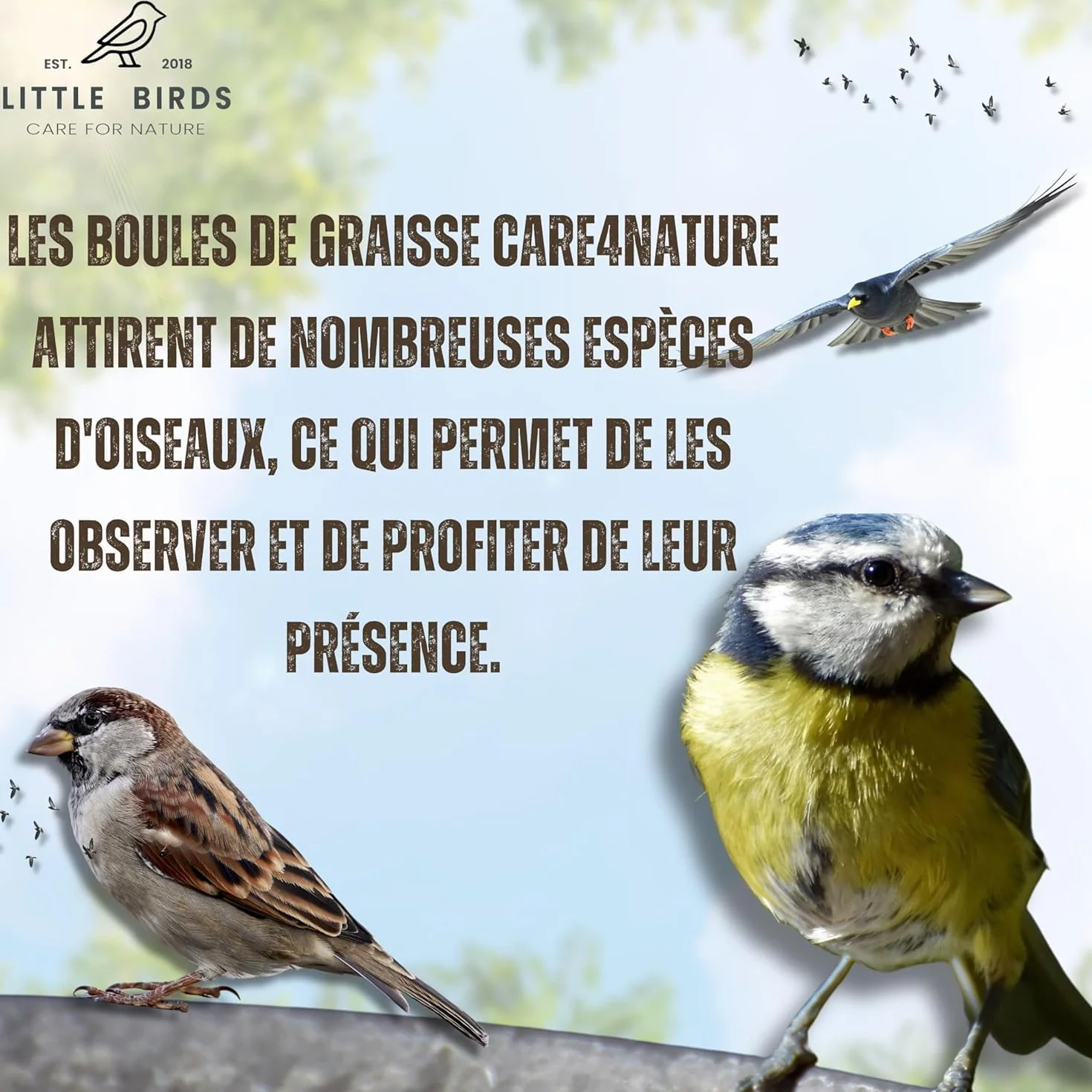 Care4Nature 60 Boules de Graisse Oiseaux du Jardin avec Mangeoire - Ingrédients Naturels