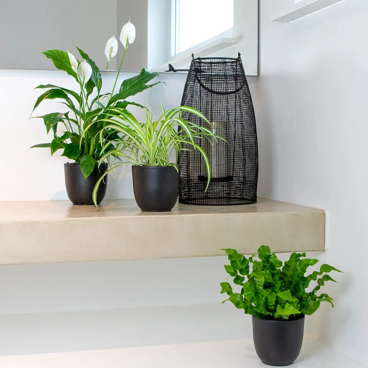 Bloomique Lot de 3 Spathiphyllum Asplenium Chlorophytum Dépolluantes 25-45 cm