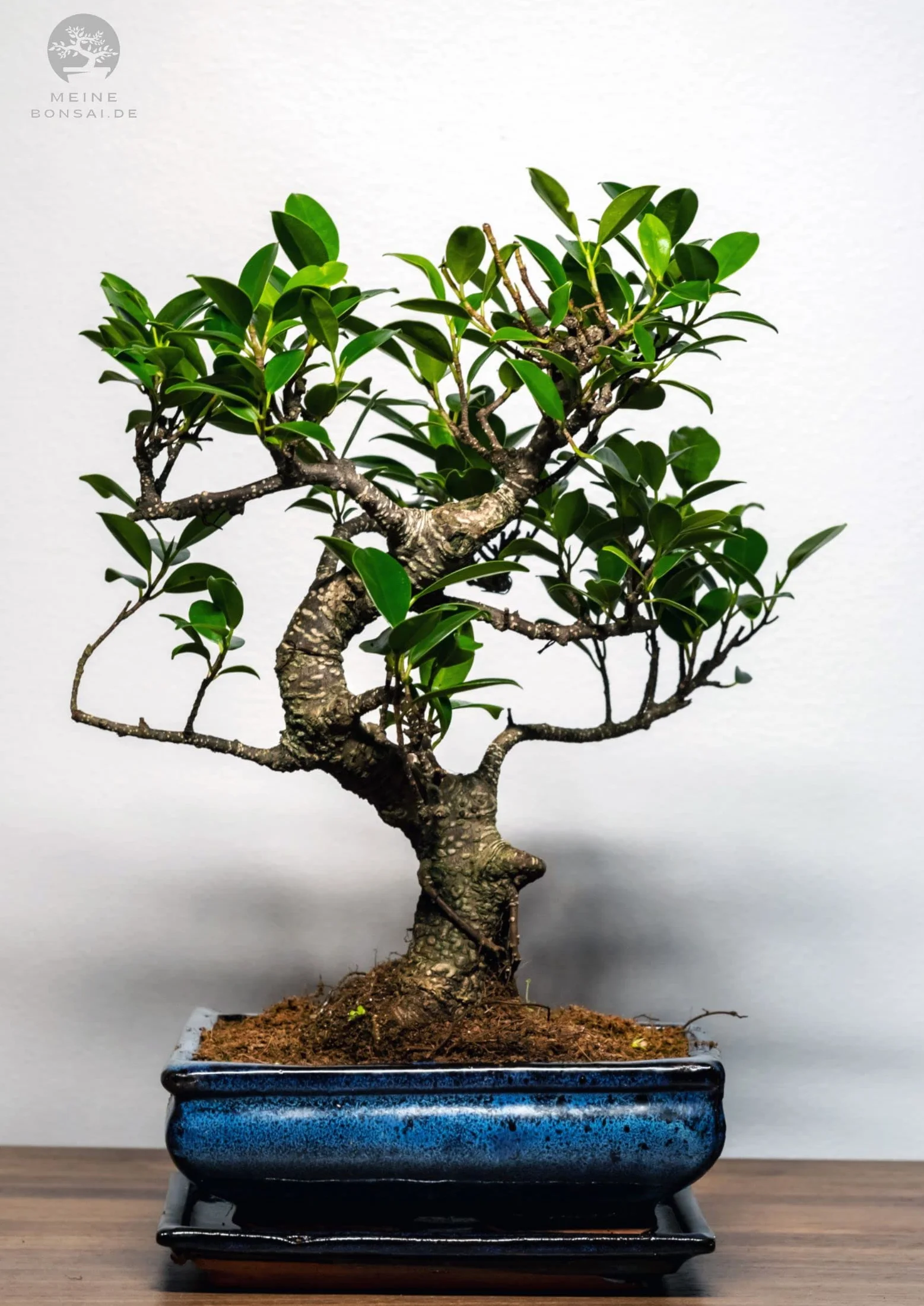 Arbre bonsaï Ficus pot céramique 9 ans hauteur 30-35 cm