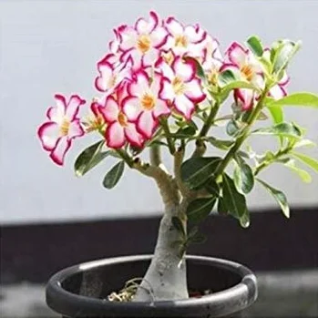 Desert Rose Seed White Red B39 Violetcity Rosy B90 Rare Flower Seeds