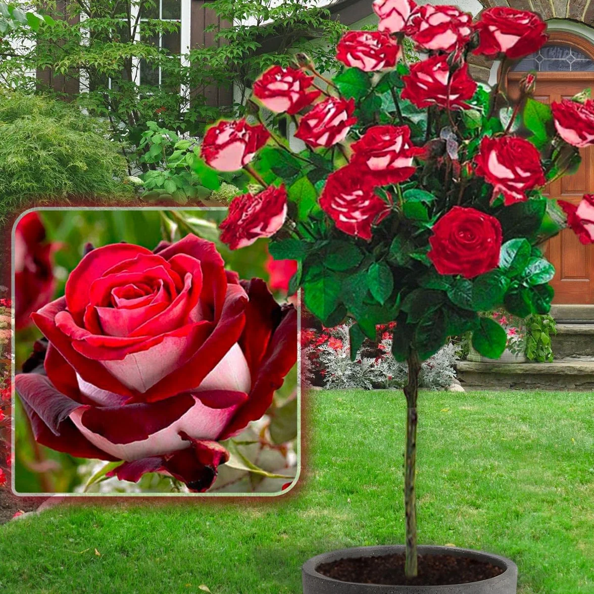 Rosier sur tige Osiria 120 cm Hauteur pour Pots Pleine Terre