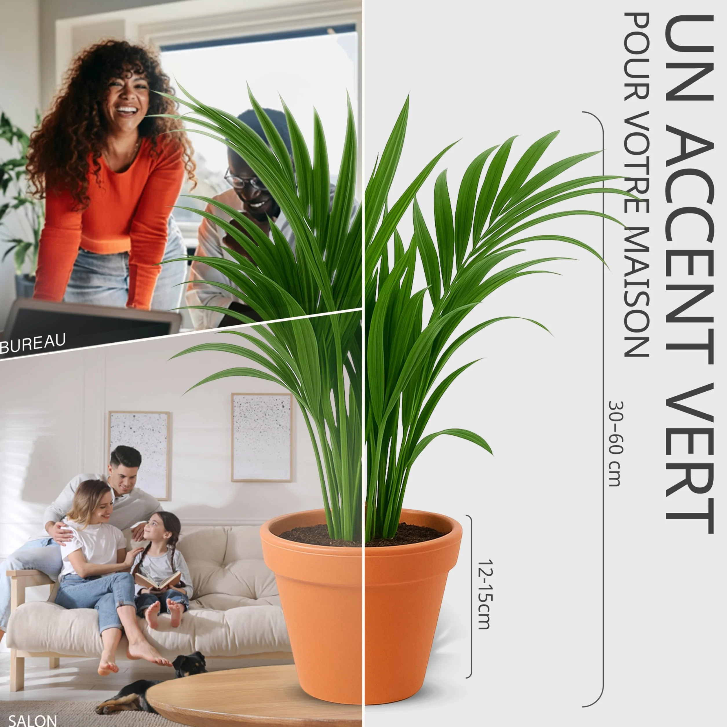 Lot de 8 plantes 40-70 cm Pot ø 12-15 cm Plantes intérieur