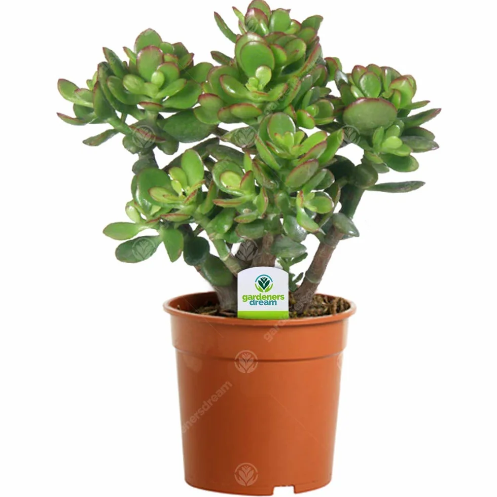 Crassula Ovata Arbre de Jade Plante d'intérieur Ornementale