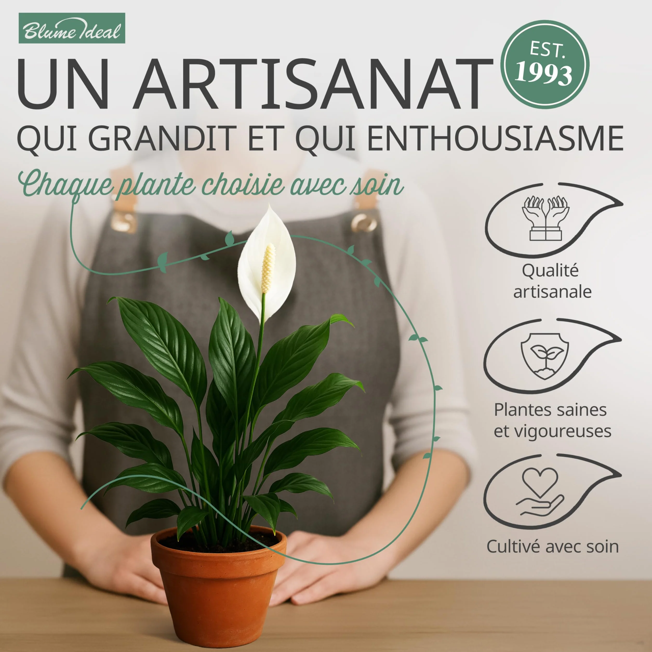 Lot de 8 plantes 40-70 cm Pot ø 12-15 cm Plantes intérieur