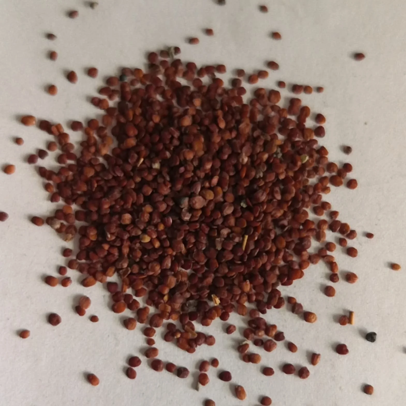 Graines de Potamogeton Crispus, 100pcs Plantes aquatiques pour étang