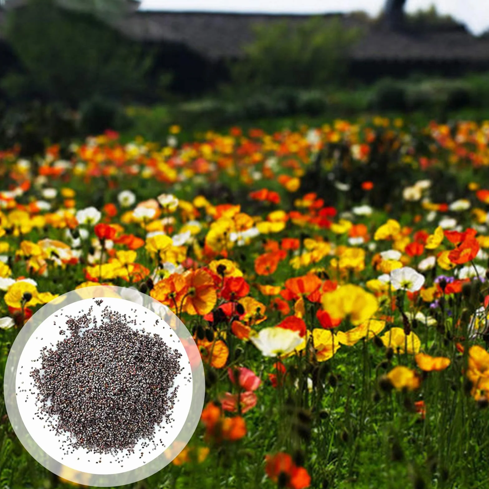 Graines De Papaver Rhoeas, 500 Pièces, Annuelles, Bonne Récolte, Graines De Fleurs De Jardin
