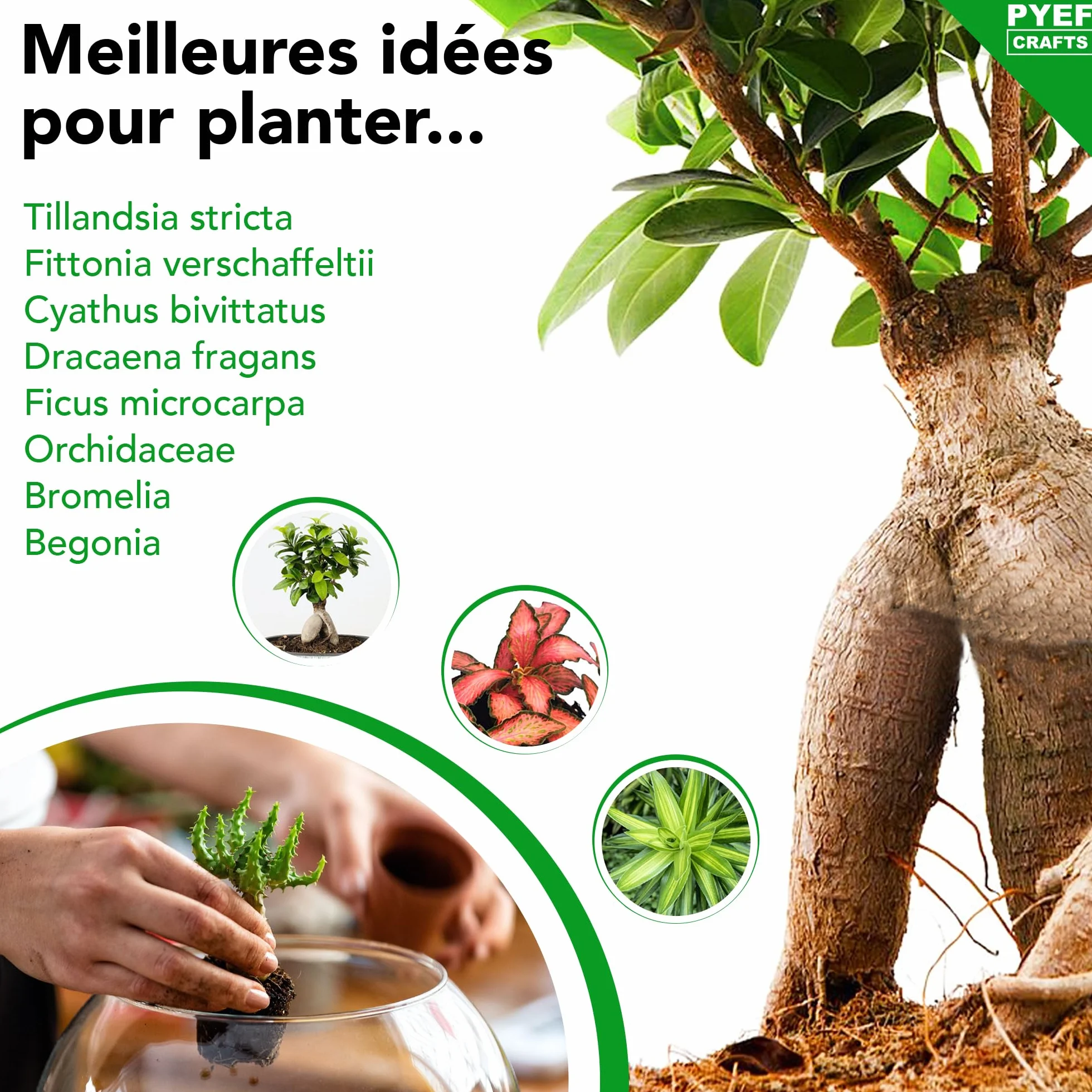 Kit Terrarium Plante DIY Prêt-à-Pousser Jardin en Bouteille XL