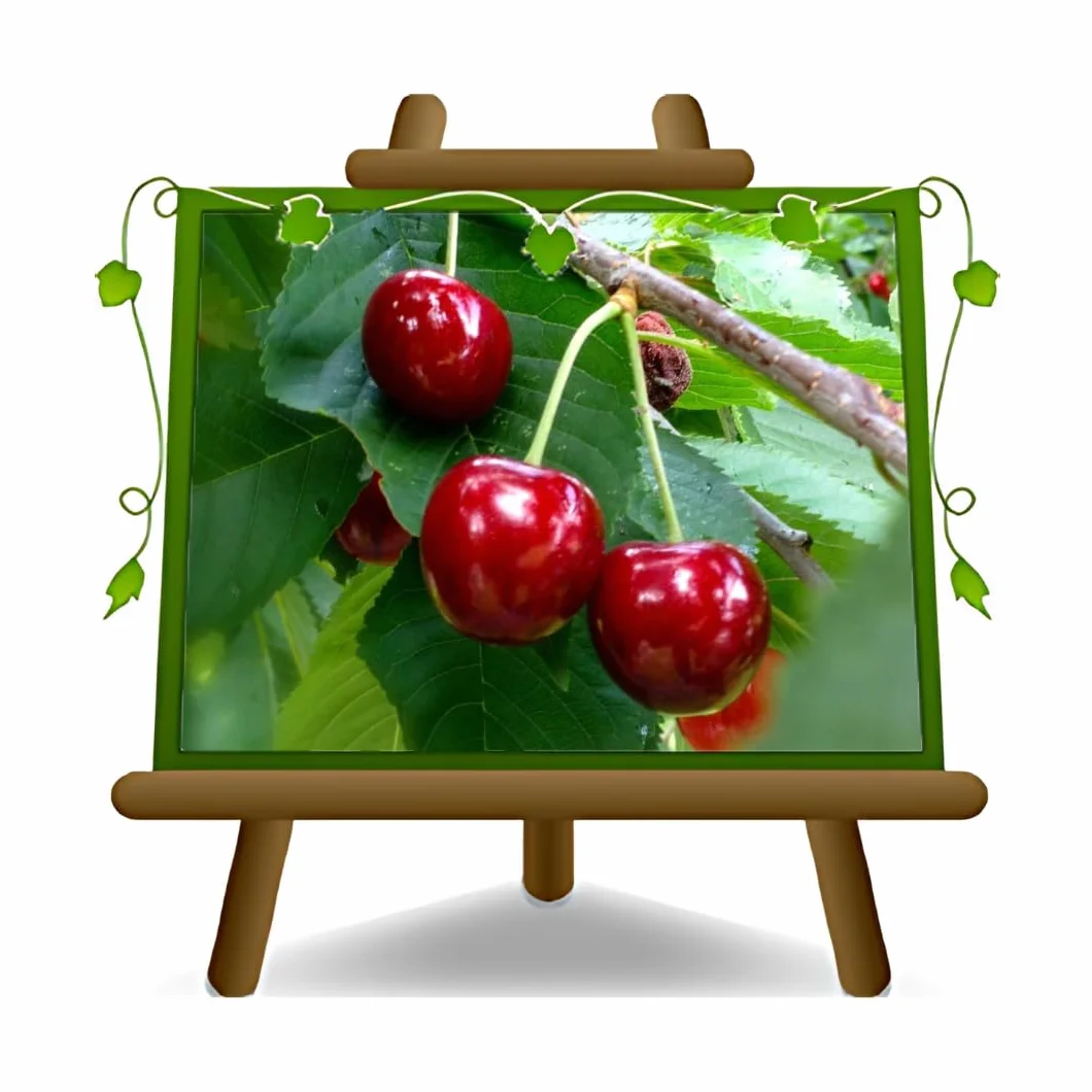 Cerisier Bigarreau Burlat C1 – Plante Fruitière Pot 20 cm Hauteur 150-170 cm