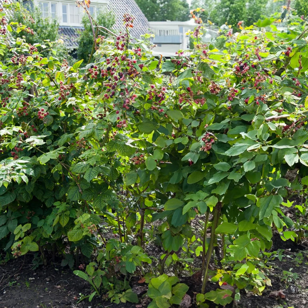 Bloomique Rubus Fruticosus 'Thornfree' Mûrier Plantes fruitières Pot 14 cm Hauteur 60-70cm