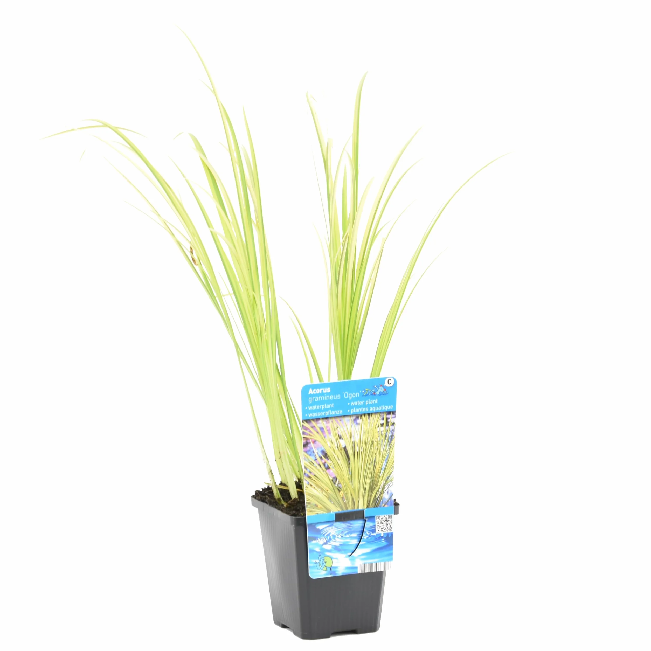 Bloomique Acorus Ogon Acore nain Plantes de bassin Résistante au gel Hauteur 10-20 cm Pot 9 cm