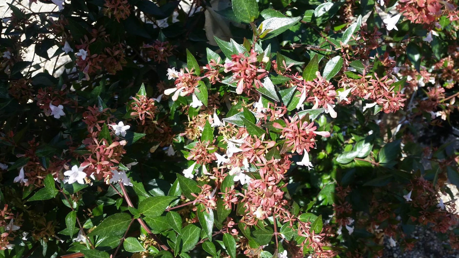 Abelia x grandiflora Abelie à grandes fleurs 3-4 litres Conteneur