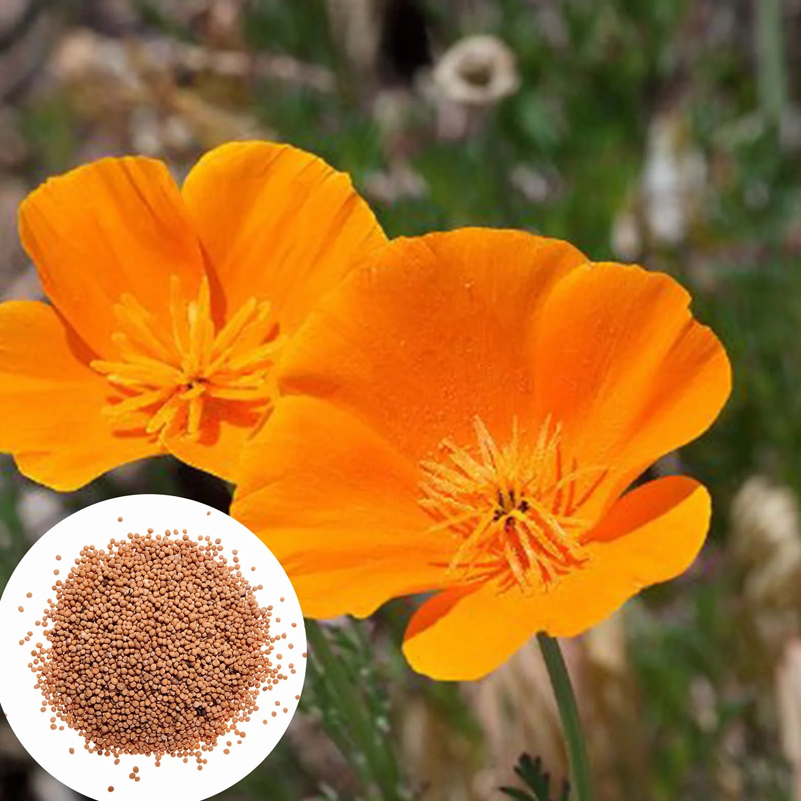 Graines D'Eschscholzia, Graines de Pavot de Californie 100 Pièces, Annuelle Orange Bonsaï Jardin