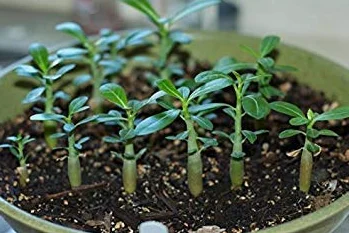 Adenium obesum Seeds Desert Rose Graines de Fleurs 5 pcs