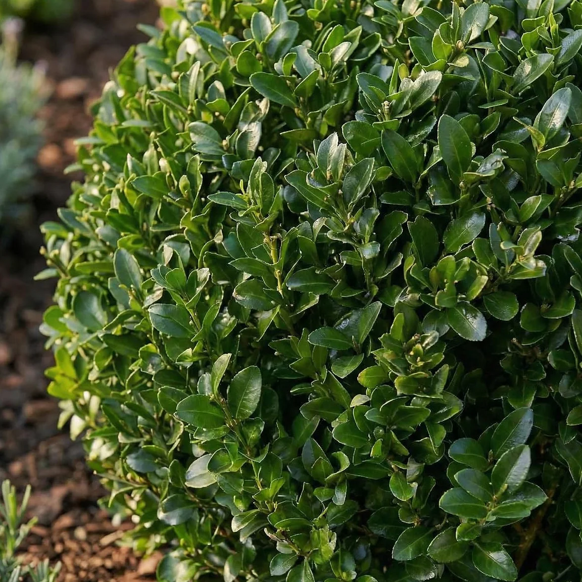 Bloomique Ilex Crenata Jenny Houx japonais Feuillage Persistant Rustique Hauteur 30-40 cm Pot 17 cm